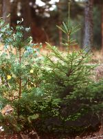 Granplanta vid liten tallplanta